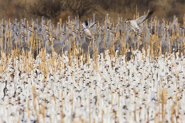 Schneegans Anser caerulescens Snow Goose Zwergschneegans Rosss Goose Anser rossii